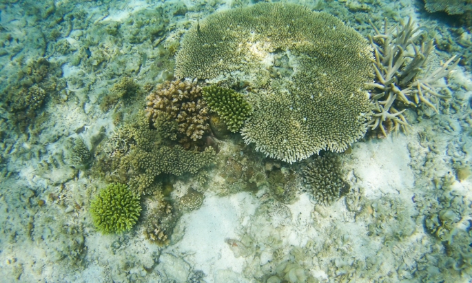 Tinalisayan Coral Reefs